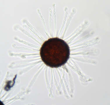 Image of Erysiphe flexuosa (Peck) U. Braun & S. Takam. 2000