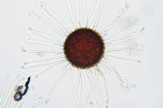 Image of Erysiphe flexuosa (Peck) U. Braun & S. Takam. 2000