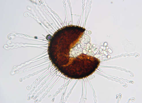 Image of Erysiphe flexuosa (Peck) U. Braun & S. Takam. 2000