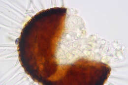 Image of Erysiphe flexuosa (Peck) U. Braun & S. Takam. 2000