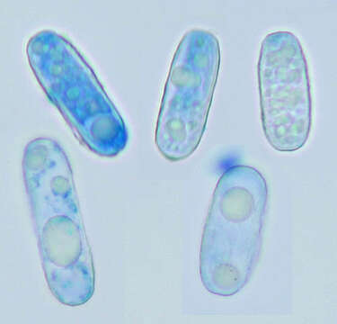 Erysiphe flexuosa (Peck) U. Braun & S. Takam. 2000 resmi