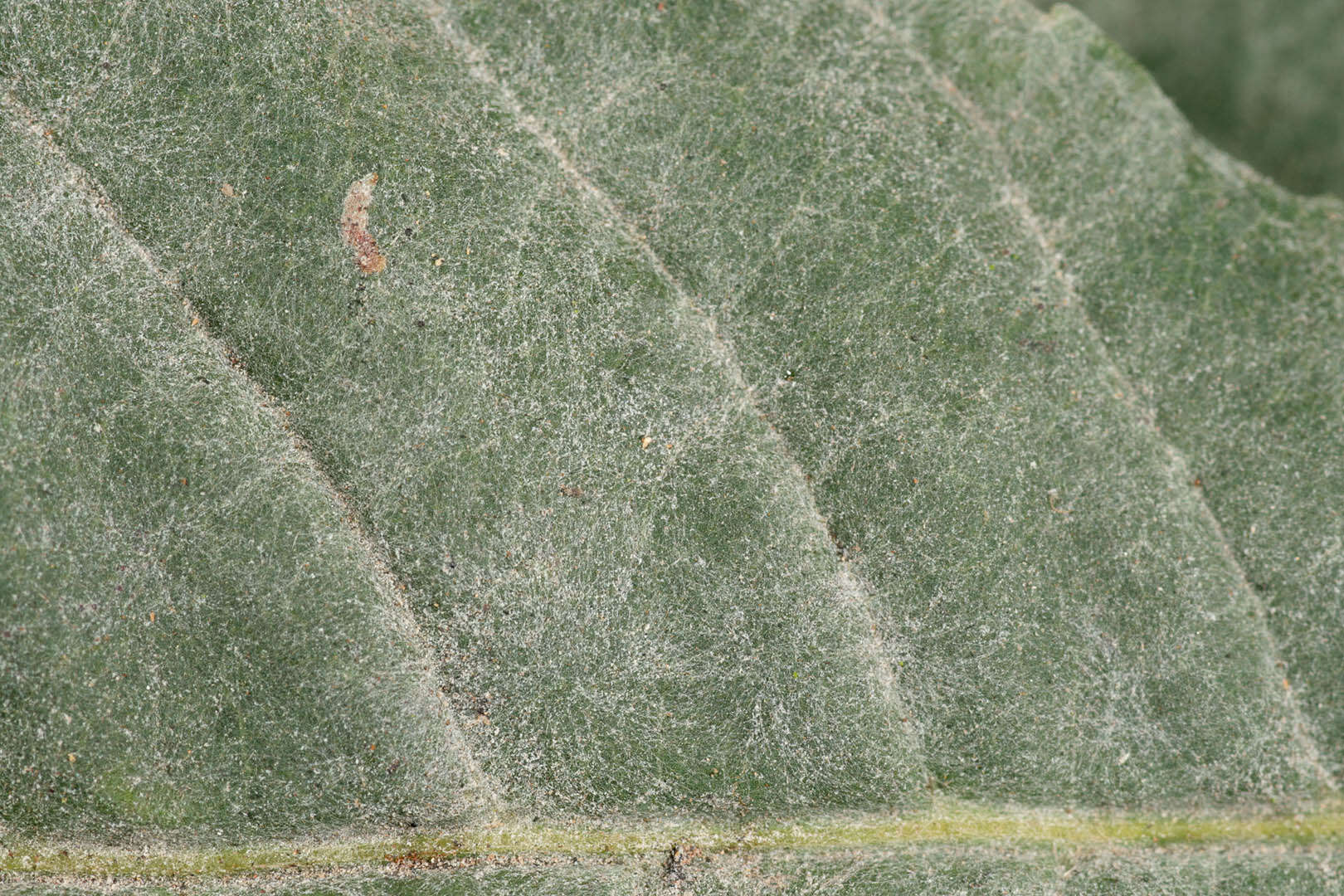 Image of Erysiphe flexuosa (Peck) U. Braun & S. Takam. 2000