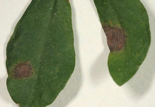 Image of Cercospora loti Hollós 1907