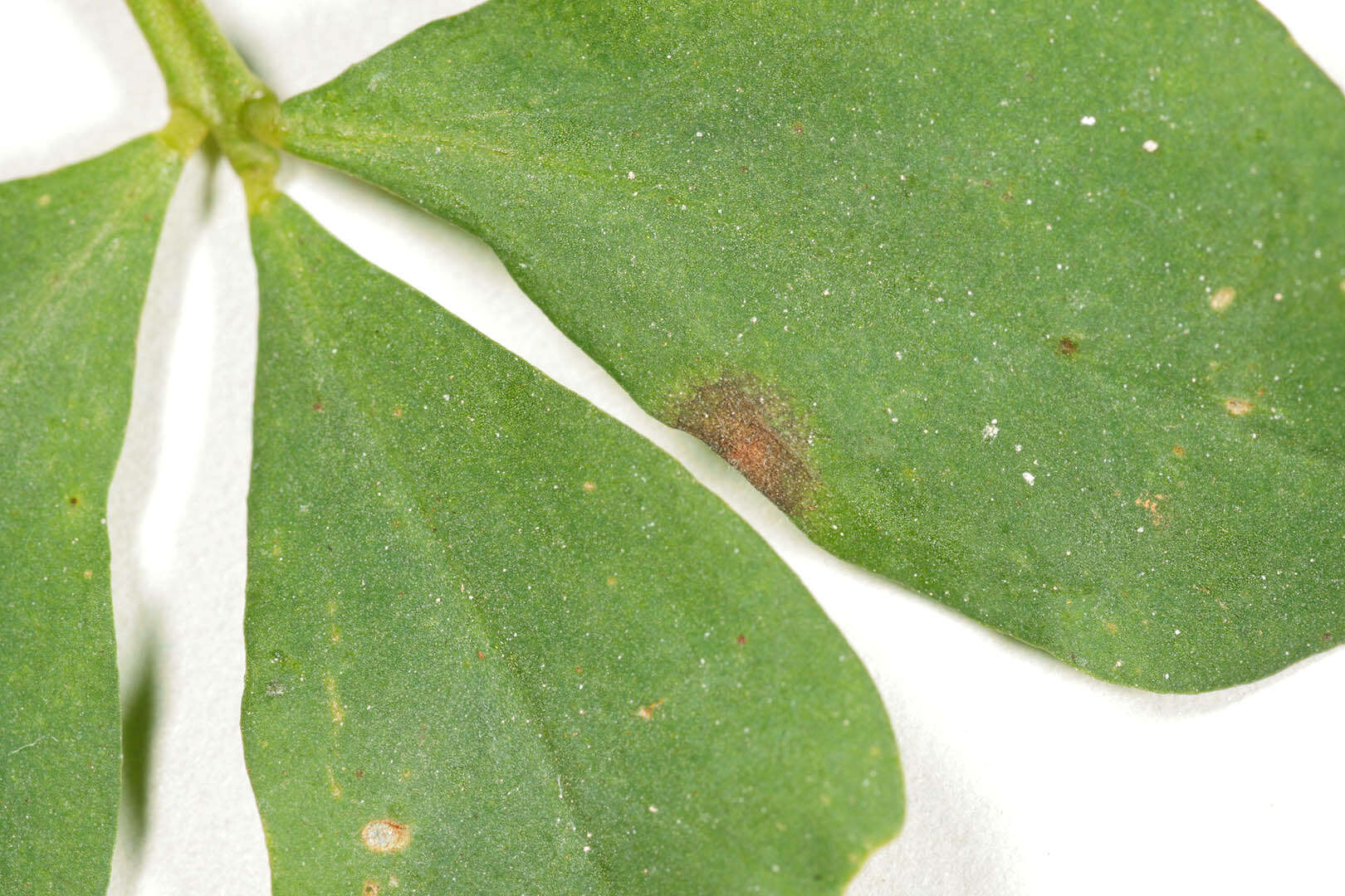 Image of Cercospora loti Hollós 1907