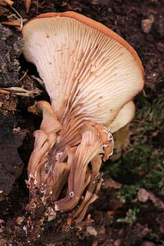 Image of Lentinellus cochleatus (Pers.) P. Karst. 1879