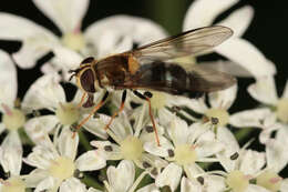 Image of Leucozona glaucia (Linnaeus 1758)