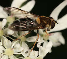 Image of Leucozona glaucia (Linnaeus 1758)