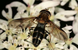 Image of Leucozona glaucia (Linnaeus 1758)