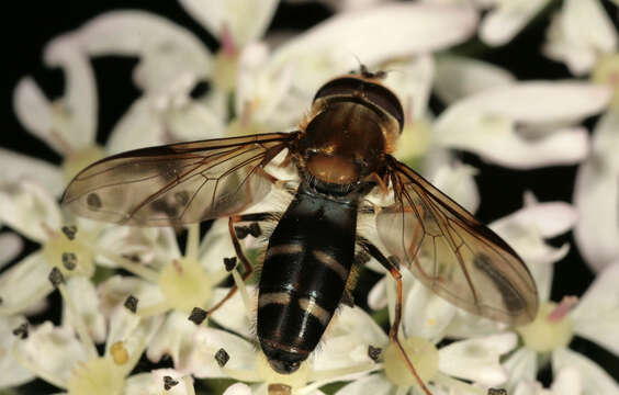 Image of Pale-saddled Leucozona