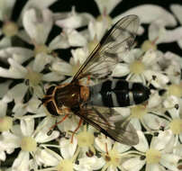 Image of Leucozona glaucia (Linnaeus 1758)