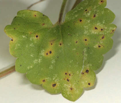 Image of Puccinia glechomatis DC. 1808