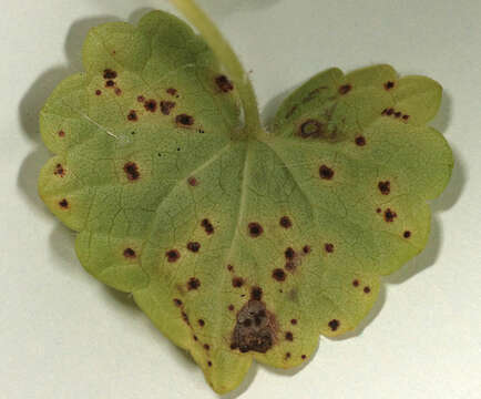 Image of Puccinia glechomatis DC. 1808