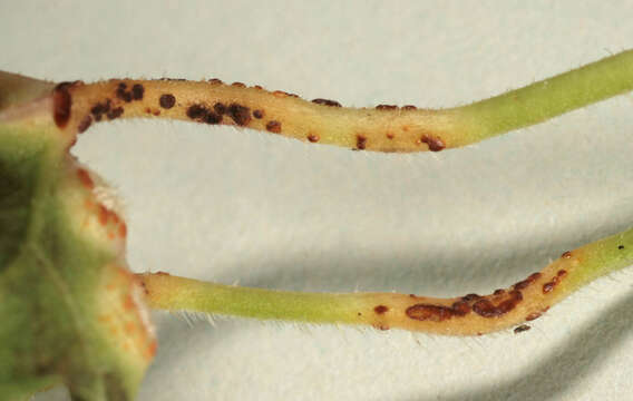 Image of Puccinia glechomatis DC. 1808