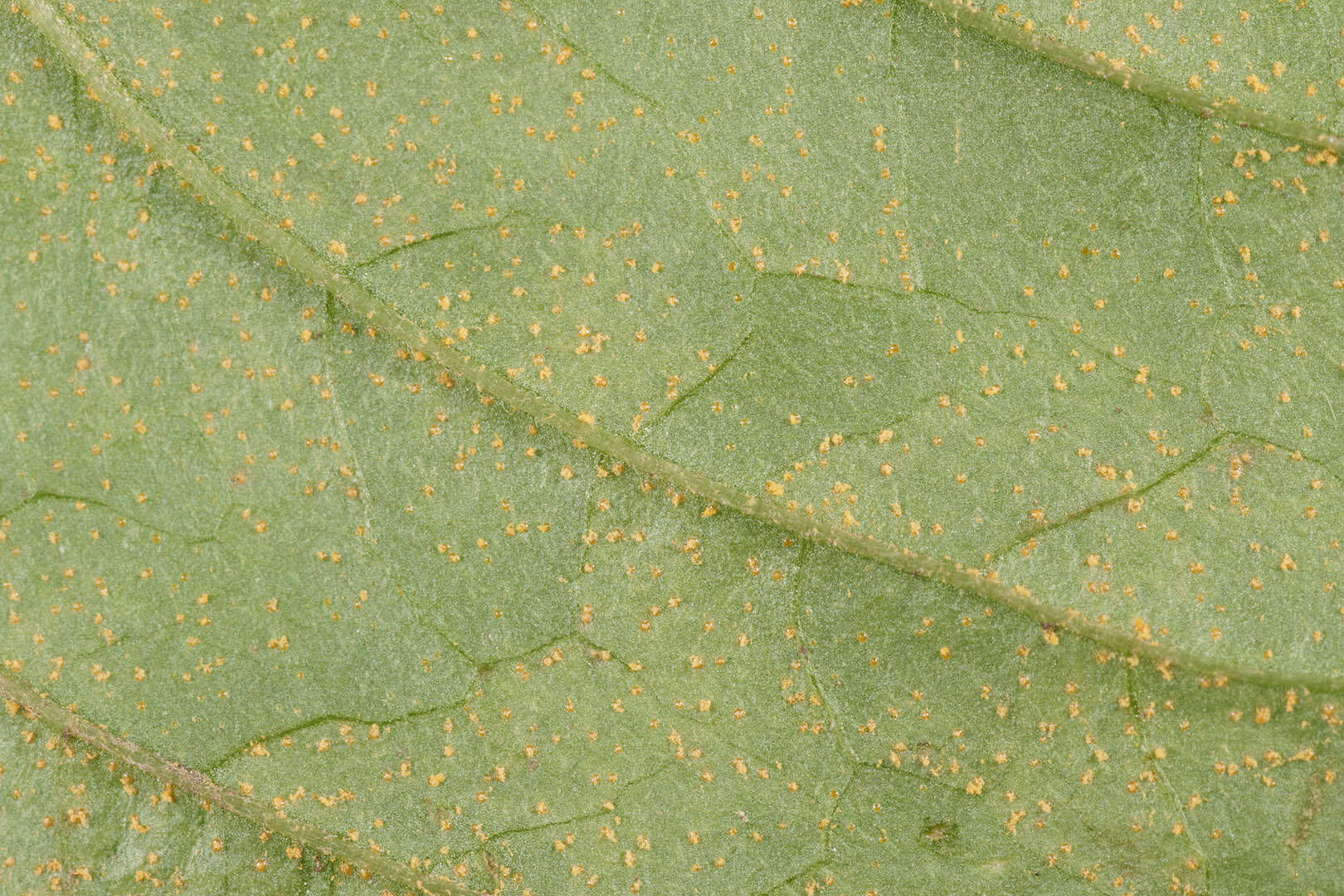 Image of Pucciniastrum circaeae (Schumach.) Speg. 1888