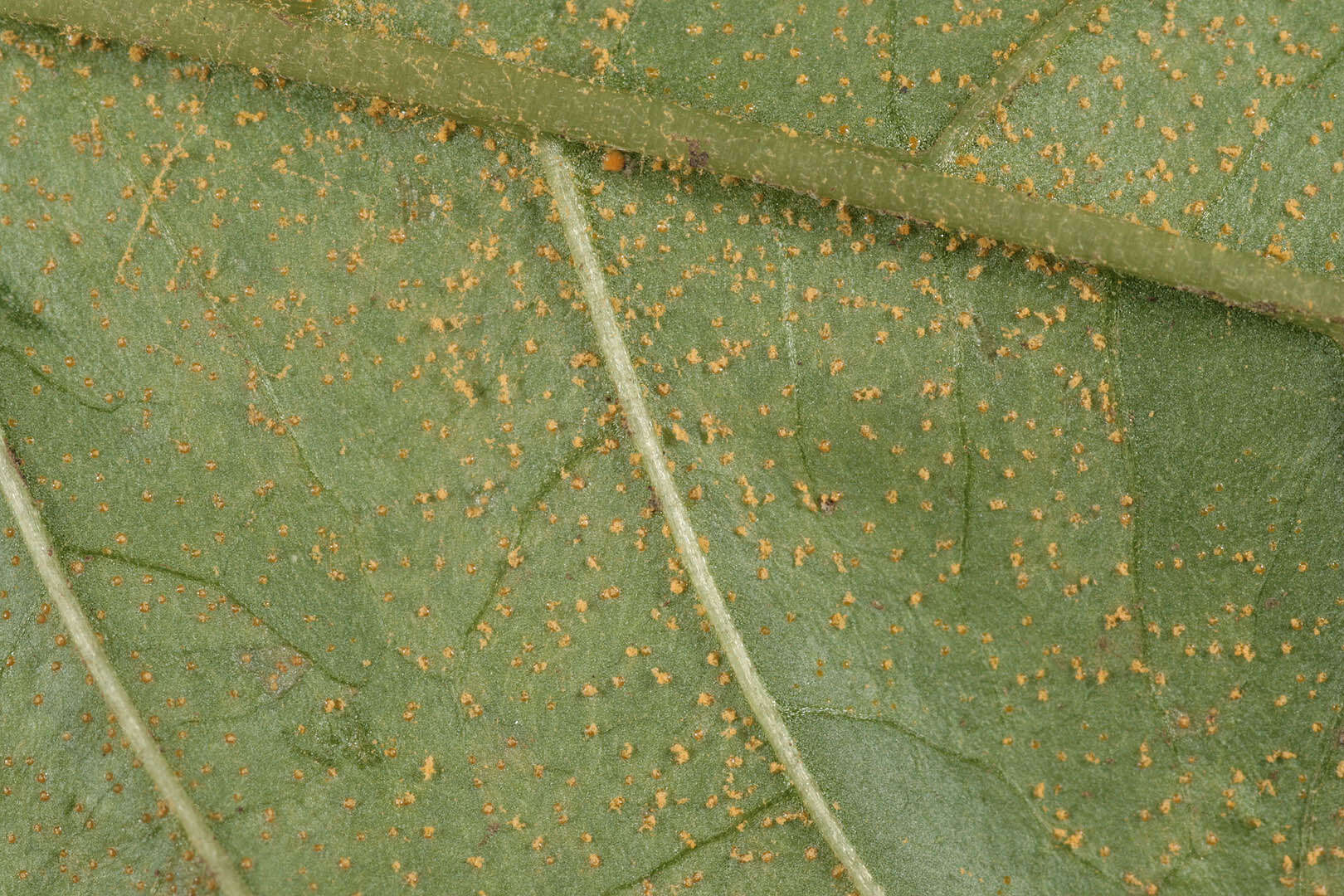 Image of Pucciniastrum circaeae (Schumach.) Speg. 1888