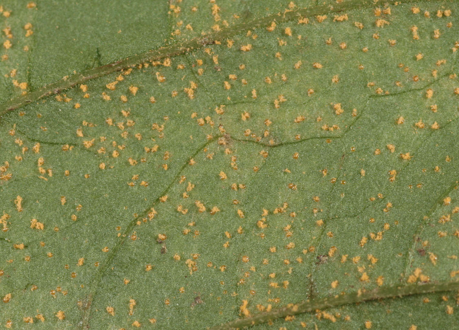 Image of Pucciniastrum circaeae (Schumach.) Speg. 1888