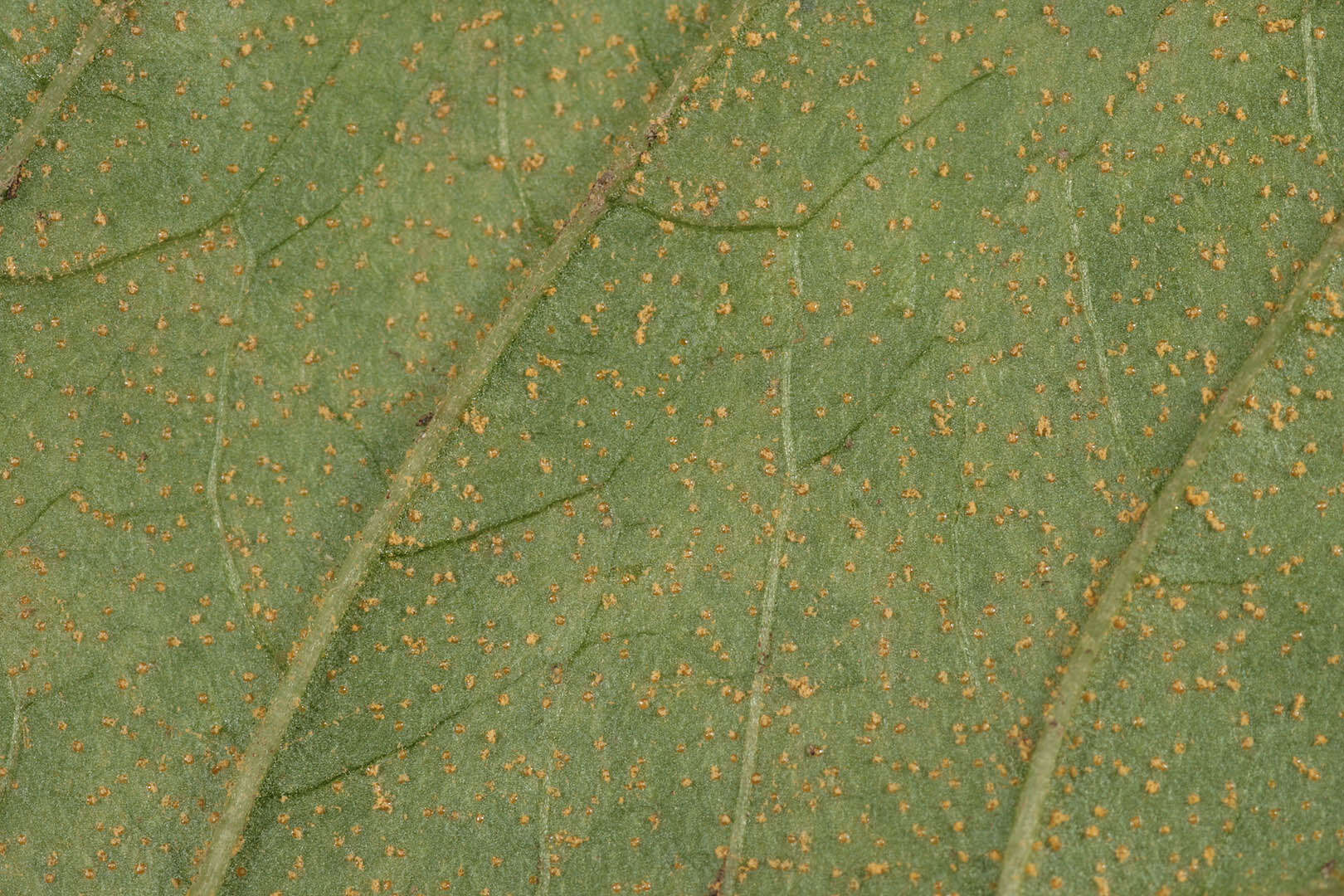 Image of Pucciniastrum circaeae (Schumach.) Speg. 1888