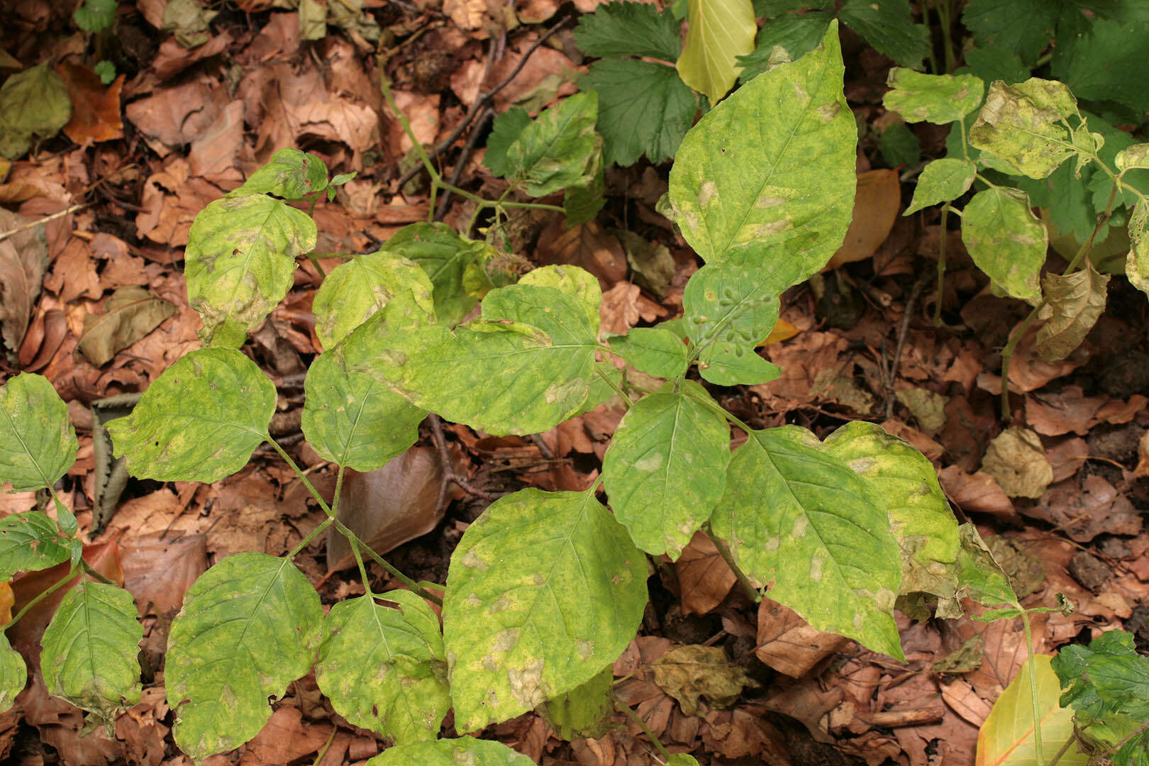 Image of Pucciniastrum circaeae (Schumach.) Speg. 1888