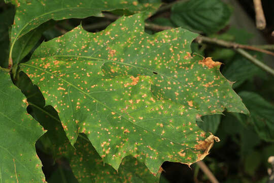 Image of Septoria quercicola Sacc. 1878