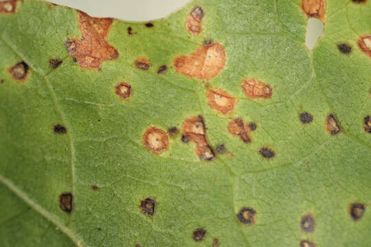 Image of Septoria quercicola Sacc. 1878