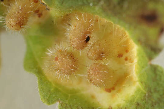 Image of Puccinia glechomatis DC. 1808