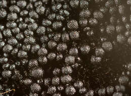 Слика од Chaetosphaerella phaeostroma (Durieu & Mont.) E. Müll. & C. Booth 1972