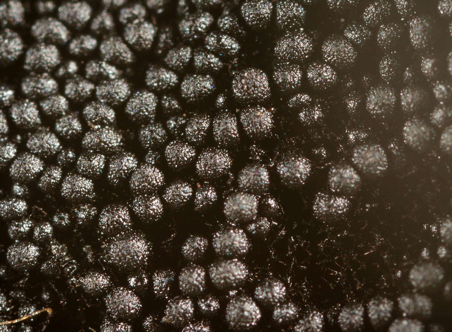 Imagem de Chaetosphaerella phaeostroma (Durieu & Mont.) E. Müll. & C. Booth 1972