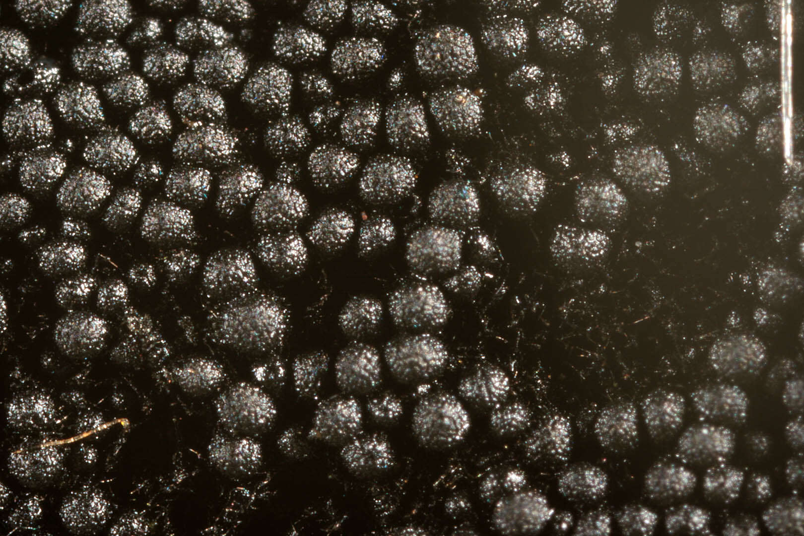 Слика од Chaetosphaerella phaeostroma (Durieu & Mont.) E. Müll. & C. Booth 1972