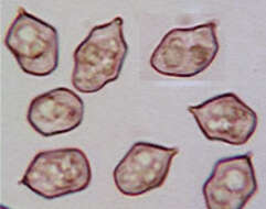 Image of Entoloma chalybeum (Pers.) Noordel. 1982