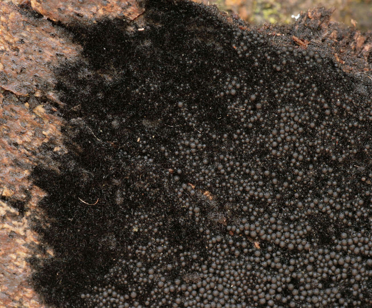 Imagem de Chaetosphaerella phaeostroma (Durieu & Mont.) E. Müll. & C. Booth 1972