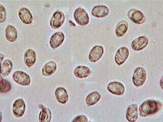 Image of Dermoloma josserandii Dennis & P. D. Orton 1960