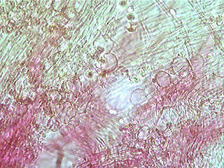 Image of Dermoloma josserandii Dennis & P. D. Orton 1960