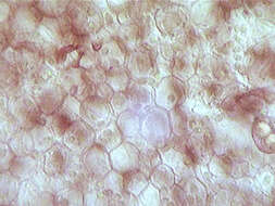 Image of Dermoloma josserandii Dennis & P. D. Orton 1960