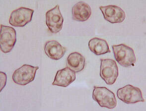 Image of Entoloma chalybeum (Pers.) Noordel. 1982