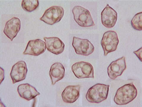 Image of Entoloma chalybeum (Pers.) Noordel. 1982