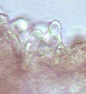 Image of Entoloma chalybeum (Pers.) Noordel. 1982