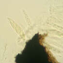 Image of Chaetosphaerella phaeostroma (Durieu & Mont.) E. Müll. & C. Booth 1972