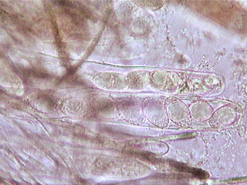 Image of Neottiella vivida (Nyl.) Dennis 1960