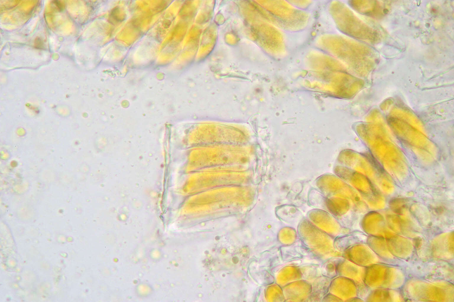 صورة Melampsora caprearum Thüm. 1879