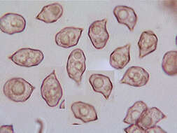 Image of Entoloma chalybeum (Pers.) Noordel. 1982