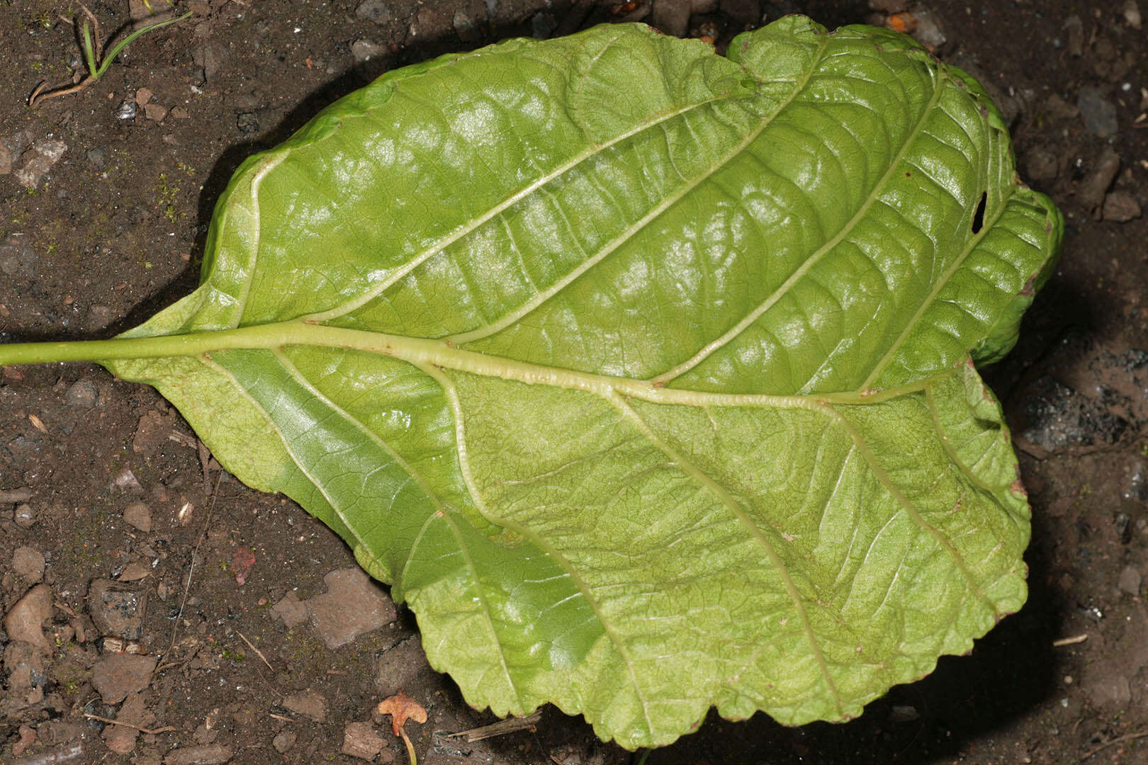 Image of Taphrina tosquinetii (Westend.) Magnus 1890