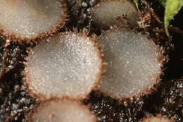 Image of Trichophaea woolhopeia (Cooke & W. Phillips) Boud. 1885