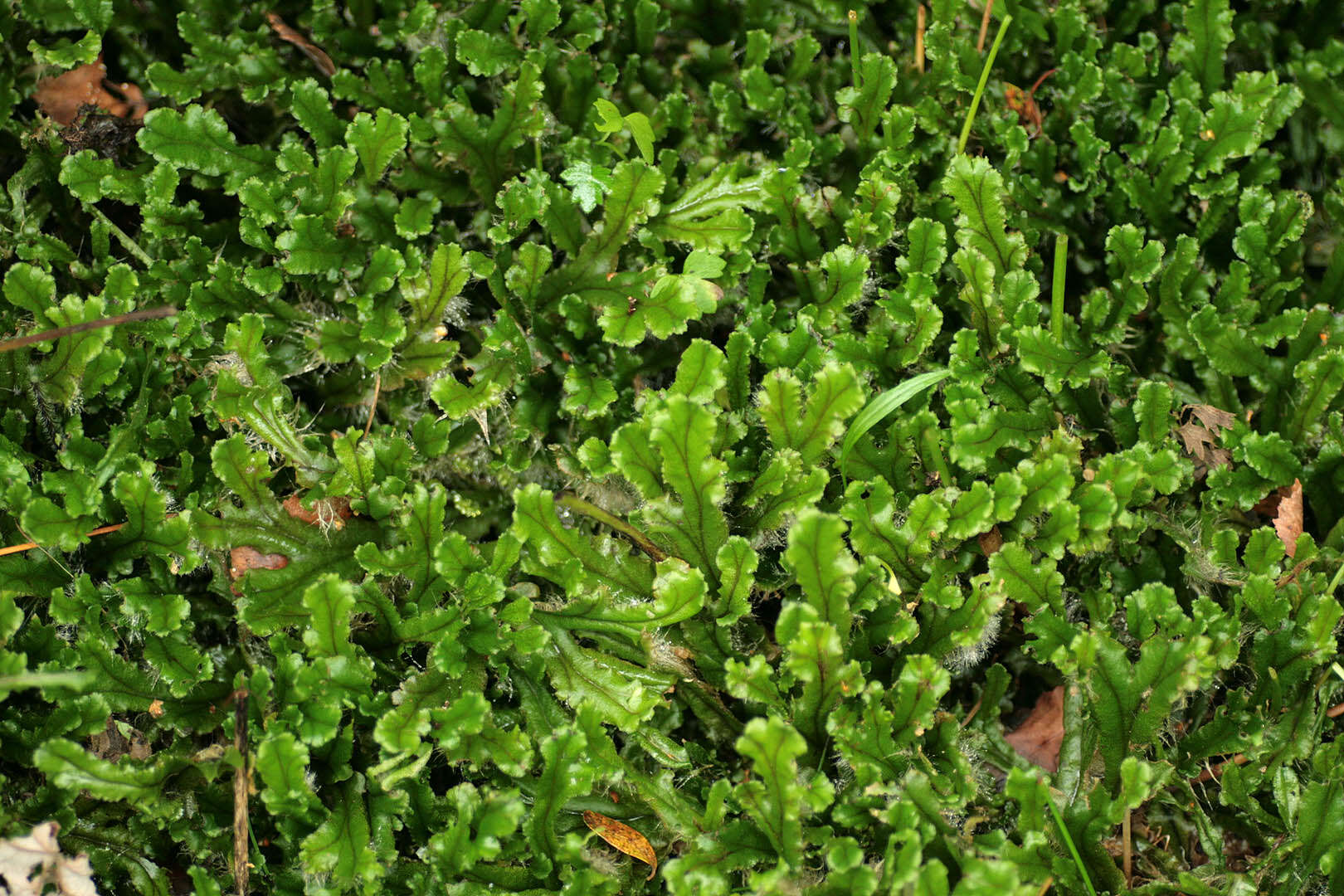Image of Marchantia polymorpha f. inundata