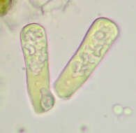 Image of Taphrinomycetes