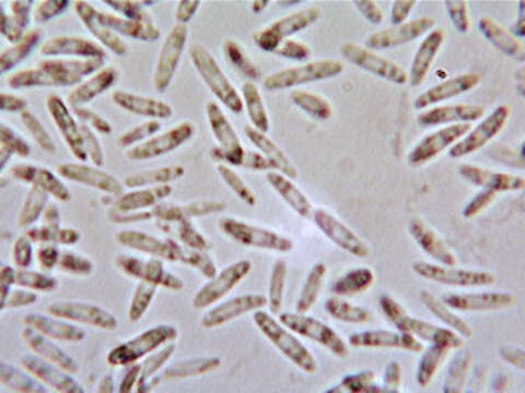 Image of Chlorociboria aeruginascens (Nyl.) Kanouse ex C. S. Ramamurthi, Korf & L. R. Batra 1958