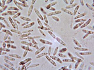 Image of Chlorociboria aeruginascens (Nyl.) Kanouse ex C. S. Ramamurthi, Korf & L. R. Batra 1958