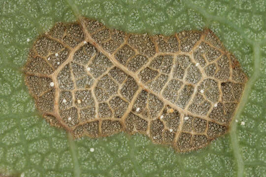 Image of Cristulariella