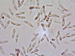 Image of Chlorociboria aeruginascens (Nyl.) Kanouse ex C. S. Ramamurthi, Korf & L. R. Batra 1958