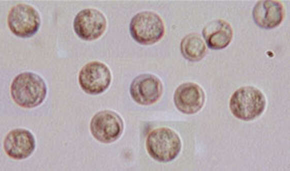 Image de Hydropus floccipes (Fr.) Singer 1962