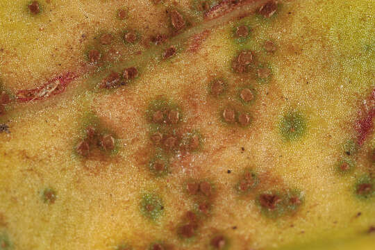 Image of Puccinia acetosae (Schumach.) Körn. 1876